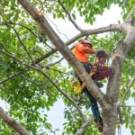 Arborist i ett träd sågar ner grenar och beskär trädkronan