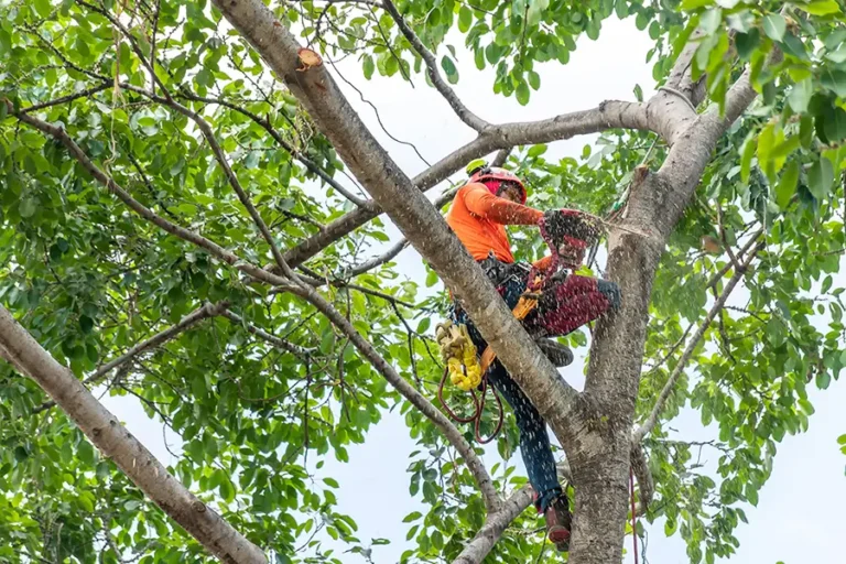 Arborist i ett träd sågar ner grenar och beskär trädkronan
