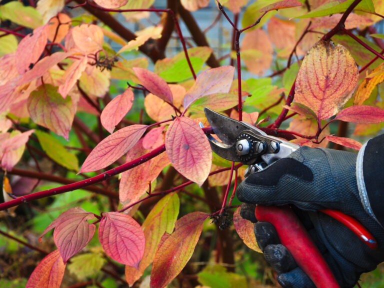 Häckklippning i Uppsala