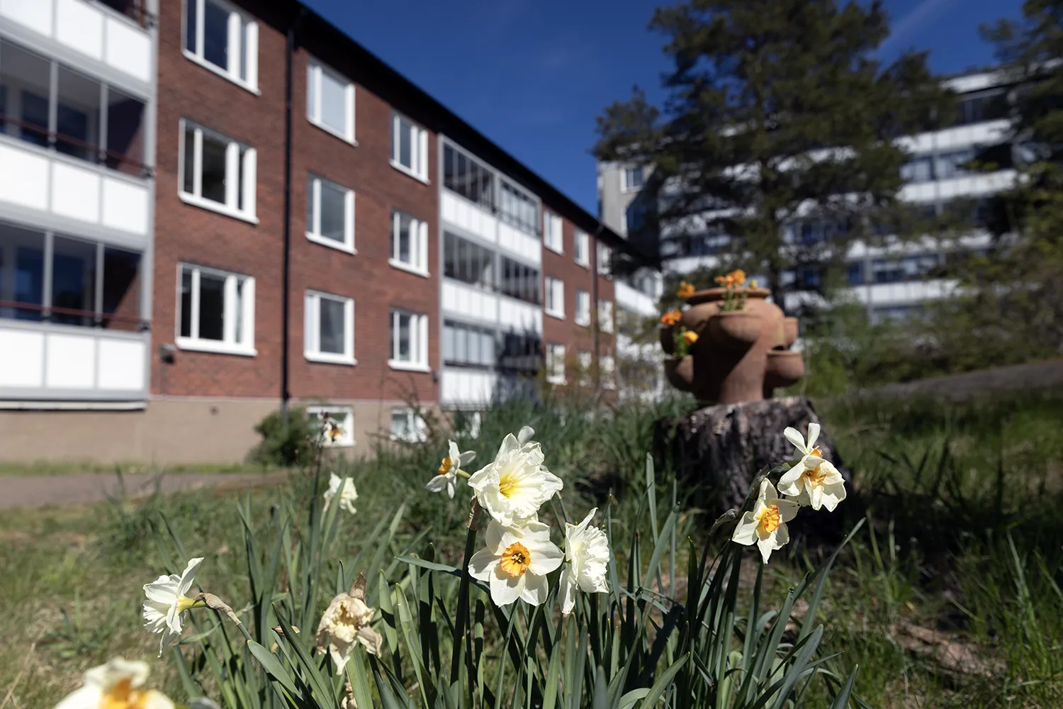 Vackra blommor på Brf Mörbyskogen