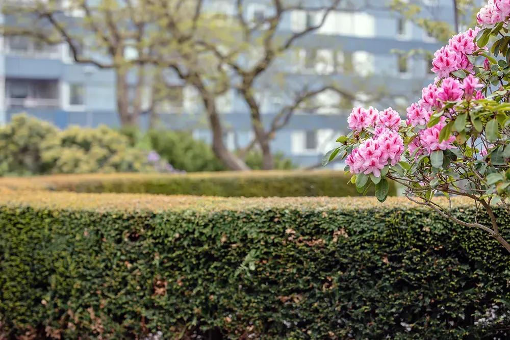 Bild på välskött utemiljö med häck och rosa blommor på en brf som Bredablick förvaltar