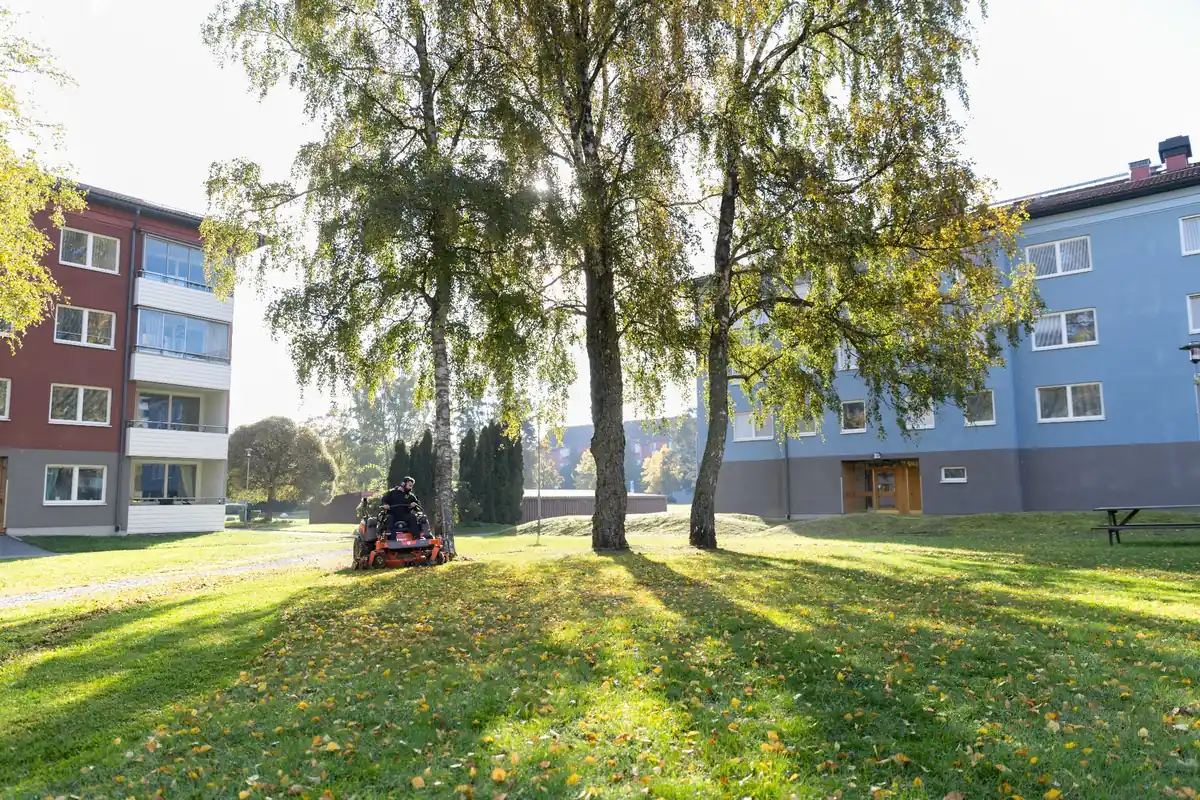 Fastighetsskötare från Bredablick som klipper gräset med åkgräsklippare på en grön innergård mellan flerbostadshus.